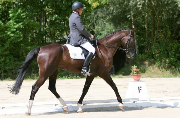 Unisono Dressur 1.JPG