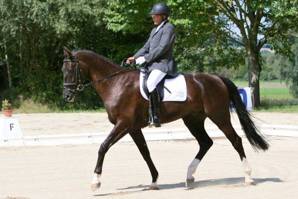 Unisono Dressur 2.JPG