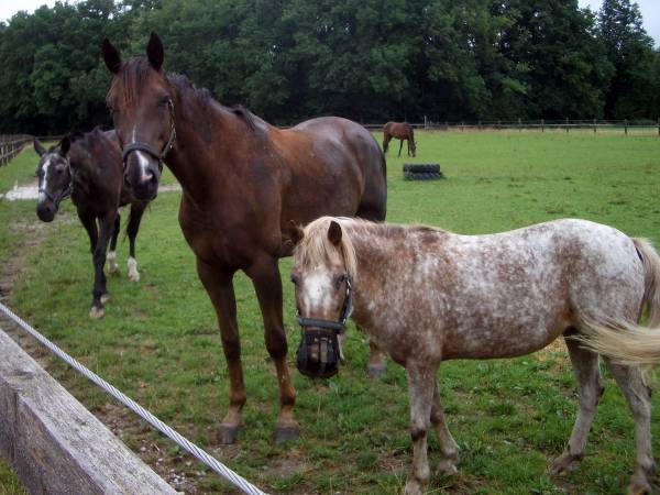 Pinocchio & Friends 1.jpg