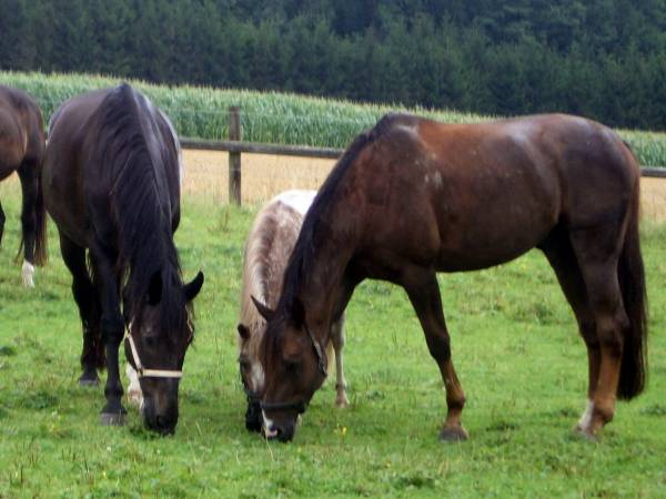 Pinocchio & Friends 2.jpg