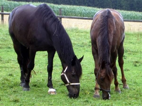 Pinocchio & Friends 3.jpg