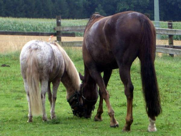 Pinocchio & Friends 4.jpg