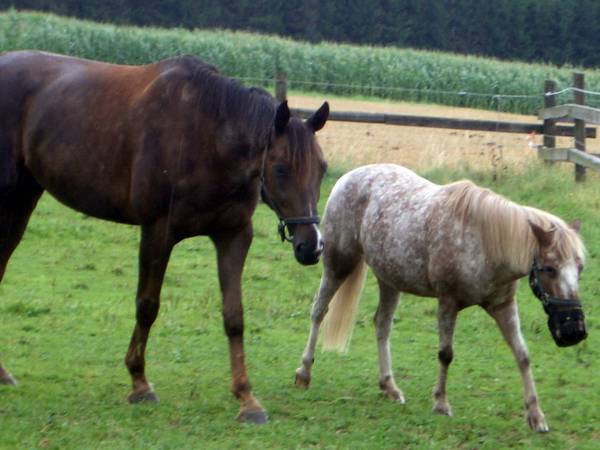 Pinocchio & Friends 5.jpg