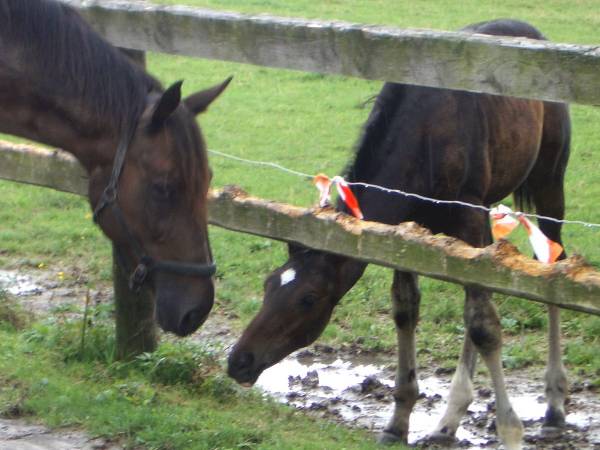 Pinocchio & Friends 6.jpg