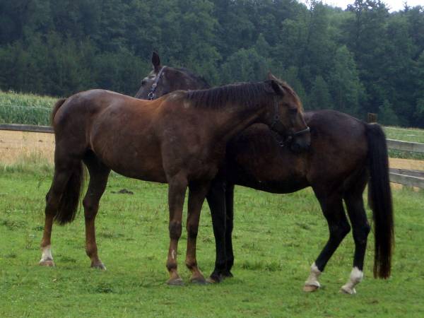 Pinocchio & Friends 8.jpg