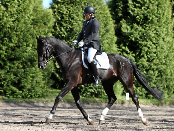 Unisono Dressur-01.jpg